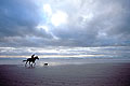 cavalier plage tempête Baie Audierne plage vagues vent Bretagne littoral côte sauvage cheval Finistère France 