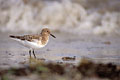 Calidris alba bécasseau sanderling Calidris alba plage sable Bretagne littoral oiseau limicole migrateur côtes 