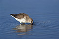 Recherche sa nourriture dans quelques centimètres d'eau à marée basse Bécasseau variable limicole migration littoral recherche nourriture oiseau Bretagne côte mer échassier marée basse 