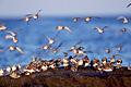  Calidris albabécasseau variable limicole oiseau mer littoral atterrir rocher mer marée Bretagne migrateur migration oiseau 
