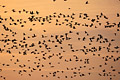  Bernaches cravants vol migration matin hiver Baie Mont-Saint-Michel déplacement multitude ensemble silhouette 