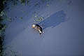 (Syncerus caffer) Syncerus caffer Afrique buffle mammifère eau Okavango delta Botswana bovidé animal sauvage dangereux cornes ombre marais big five 