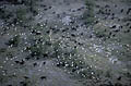 (Syncerus caffer) & (Bubulcus ibis)
Delta de l'Okavango / Botswana Syncerus caffer Bubulcus ibis buffle troupeau noir dangereux animal héron garde boeufs blanc vol delta Okavango Botswana zone humide marais Afrique cohabitation mammifère oiseau coopération commensale espèce réciproque 