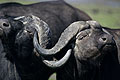 (Sincerus caffer). Delta Okavango. Botswana Sincerus caffer  Delta Okavango Botswana buffles Afrique mammifères combat big five 