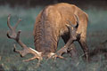 (Cervus elaphus) cerf 
brâme 
élaphe 
rouge 
mammifère 
forêt 
massif 
automne 
hormone
bois
photopériode
 