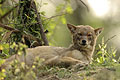 (Canis aureus)
INDE Canis aureus Inde chacal commun savage canidé prédateur mammifère 
