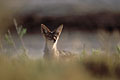 (Canis mesomelas)
chasse dans les hautes herbes après la saison des pluies
Botswana chacal ;chabraque ;Canis ;mesomelas ;chasse ;herbes ;saison ;pluies  ;Afrique ;mammifère 