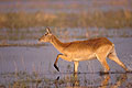 (Kobus leche)
 antilope Afrique mammifère Botswana marcher eau zone humide delta 