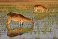 (Kobus leche).
Botswana Afrique zone humide mammifère antilope femelle pelage marcher eau douce manger végétation marais 
