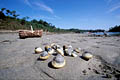  coques coquillage marée pêche pied ria Belon Riec mer littoral côte plage récolte comestible sanitaire réglement 
