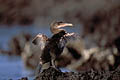 Nannopterum harrisi
Endémique de l'archipel Cormoran aptère aile évolution Darwin théorie évolution Galapagos Beagle naturaliste Equateur île  spéciation oiseau mer 
