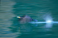  Grand cormoran oiseau mer marin littoral décollage envol Bretagne 