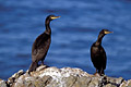  Cormoran huppé rocher littoral oiseau mer Bretagne côte 