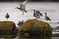 (Numenius phaeopus) Numenius phaeopus Courlis corlieu limicole oiseau mer Bretagne mer littoral  migrateur marée haute Finistère 
