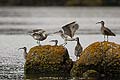 (Numenius phaeopus) Numenius phaeopus Courlis corlieu oiseau limicole côte mer littoral migrateur combat bagarre affrontement 