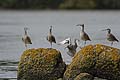 (Numenius phaeopus) Numenius phaeopus courlis corlieu oiseaux limicoles migrateur tourndra Bretagne mer littoral côte 