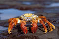 Grapsus grapsus
Endémique de l'archipel
 Grapsus grapsus Crabe rouge lave Galapagos archipel Endémique Darwin théorie évolution 