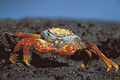 île Santiago crabe rouge laves Galapagos lave Santiago 