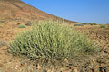 (Euphorbia damarana)
Très commune dans le Damaraland, d'où le nom des habitants, puis de la région... Euphorbia damarana Damaraland Namibie toxique mortelle 