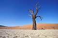  désert Namib Namibie Dead Vlei arbre fossile mort sec sable dunes 