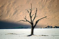  arbre mort fossile Namibie Désert sable dunes argile Afrique 