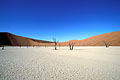  arbres morts fossilisés dunes sable argile pan pluie Namib désert 