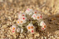 (Helichrysum roseo-nivum)
 Helichrysum roseo-nivum Edelweiss  désert Namib Namibie saison pluies rare 