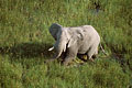  delta Okavango marais zone humide Botswana mammifère éléphant 