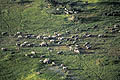 Botswana Afrique Delta Okavango Botswana aérien photo troupeau éléphant mammifère groupe deplacer 