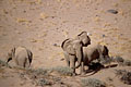  éléphants désert Damaraland Namib Namibie population relictuelle adaptation soif végétation lit rivière assèchée nappe phréatique ombre touristes trou eau 