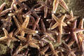  Etoile de mer commune Asterie estran littoral bord océan Bretagne faune marine Echinoderme 