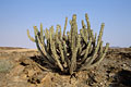 Euphorbia virosa Euphorbia virosa faux cactus toxique plante Afrique Namibie Damaraland désert Namib sécheresse famille toxicité tissus euphorbe 