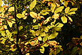  forêt ambiance feuilles automne lumière transparence couleurs 