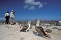 Trop facile ! photo animalière Galapagos photographier oiseau confiance peur homme fou pieds bleu Sula archipel 