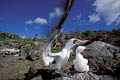  Fou masqué poussin ailes Genovesa île archipel Galapagos endémique oiseau 
