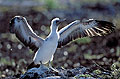 (Sula dactylatra granti)
Sous-espèce Endémique.
île Genovesa. ailes oiseau jeune poussin essayer voler Galapagos fou plumes endémique 