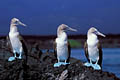 Fous à pieds bleus. 
Sula nebouxii excisa
Endémique des Galapagos. fou pied bleu pattes endémique Galapagos Darwin évolution 