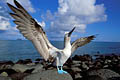  Fou à pieds bleus parade Galapagos ailes Genovesa 