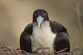 (Fregata minor ridgwayi) Fregata minor ridgwayi frégate Pacifique femelle nid oiseau cleptoparasitisme Galapagos équateur 