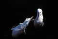 Couple de Fulmar glacial.
(Fulmarus glacialis)
Bretagne oiseau
mer
marin
falaises
Fulmar
pétrel
glacial
Manche
littoral
 