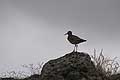 (Tringa totatus) Tringa totatus chevalier limicole oiseau nicheur toundra lande Islande 