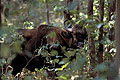 (Bos gaurus).
Forêt sèche du parc national de Kanha.
Etat du Madhya Pradesh.
Statut UICN : Espèce Vulnérable bison Gaur Inde indien forêt mammifère bovidé Kanha 