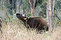 (Bos gaurus)
Forêt du Parc National de Kanha
Inde Bos gaurus mammifère Gaur bison indien Inde forêt Kanha 