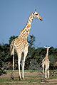 (Giraffa camelopardalis peralta)  