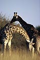 (Giraffa camelopardalis) Giraffa camelopardalis mammifère girafe jouer jeux combat simulacre corne tête coup mâles brousse savane Okavango Delta Botswana Afrique 