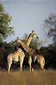 (Giraffa camelopardalis)
 Giraffa camelopardalis mammifère savane brousse joute Okavango delta Botswana Afrique 