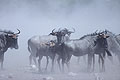 (Connochaetes taurinus)
 antilope Gnou troupeau Afrique mammifère poussière nuage vent aride 