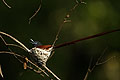 (Terpsiphone viridis) Terpsiphone viridis Afrique oiseau nid male gobemouche paradis Tchitrec 
