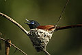 (Terpsiphone viridis) Terpsiphone viridis oiseau paradis nid gobemouche Botswana delta Tchitrec 