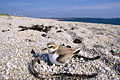  Gravelot collier imterrompu plage oiseau limicole menacé espèce sable nid Finistère Bretagne Charadrius 